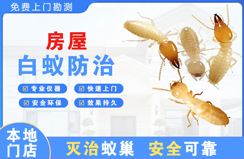 陵水房屋白蚁防治